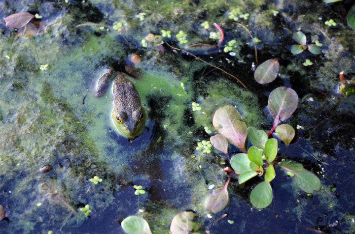 A frog surrounded by blue-green algae peeks out of the water Sept. 21 at Campus Lake. (DailyEgyptian.com file photo)