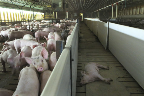A sick pig is separated from the others at Jeff Seabaugh's hog confinement in Montgomery County. (Stacey Wescott/Chicago Tribune/TNS)
