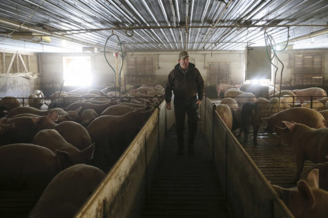 Jeff Seabaugh walks through a shed housing large pigs at his operation in Montgomery County. Seabaugh grows about 20,000 pigs each year. (Stacey Wescott/Chicago Tribune/TNS)