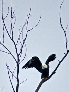 Bald eagles came back from brink, but are numbers dropping again? An Illinois researcher fears so