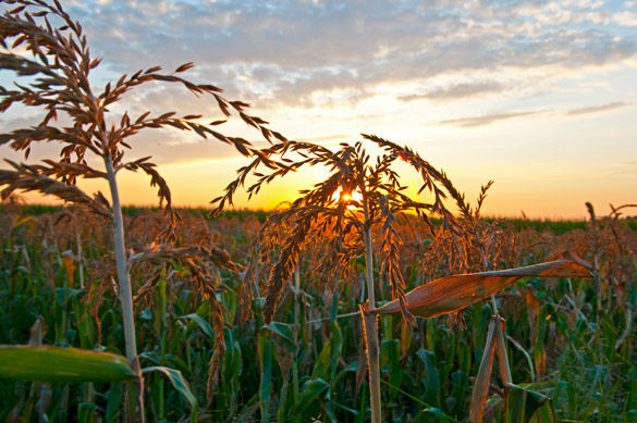 Illinois farmers suffer major losses