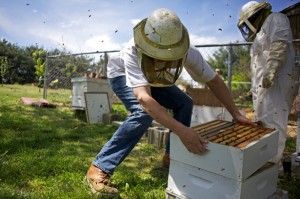 Illinois keepers help repopulate bees