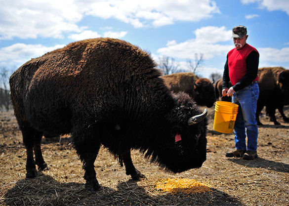Bison roam the hills of southern Illinois