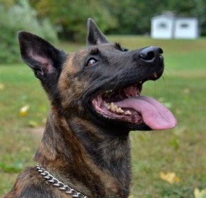 Police canine diagnosed with terminal lung cancer