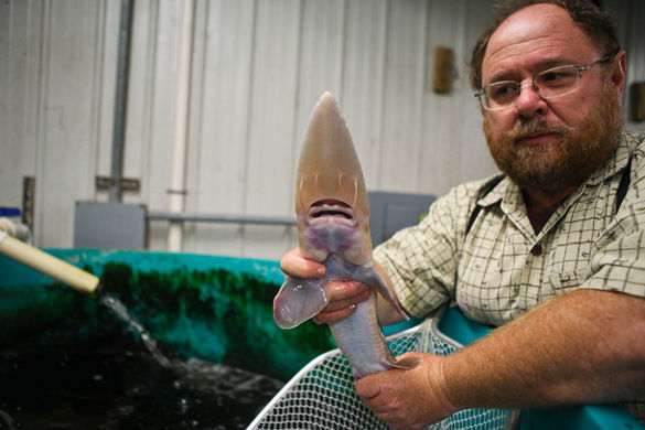 Professor fights to save sturgeon from extinction