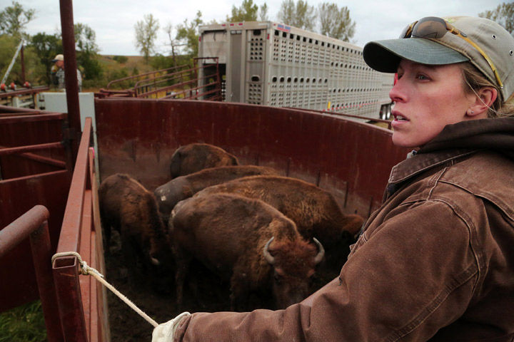 After a century, bison return to Illinois