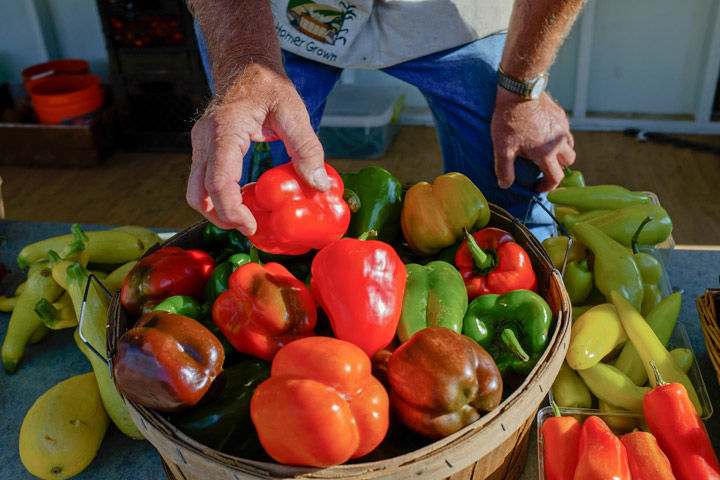 Homer Jenkins, of Murphysboro, sorts through an assortment of peppers Wednesday at the Carbondale Community Farmers Market. (Daily Egyptian File Photo)