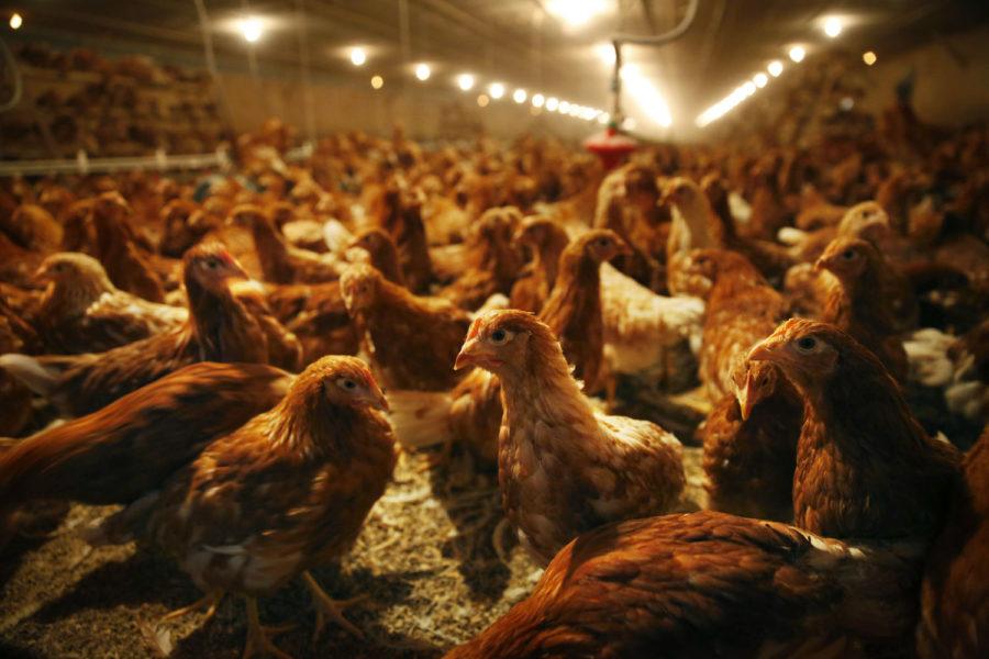 Will chicken waste endanger Carbondales drinking water?