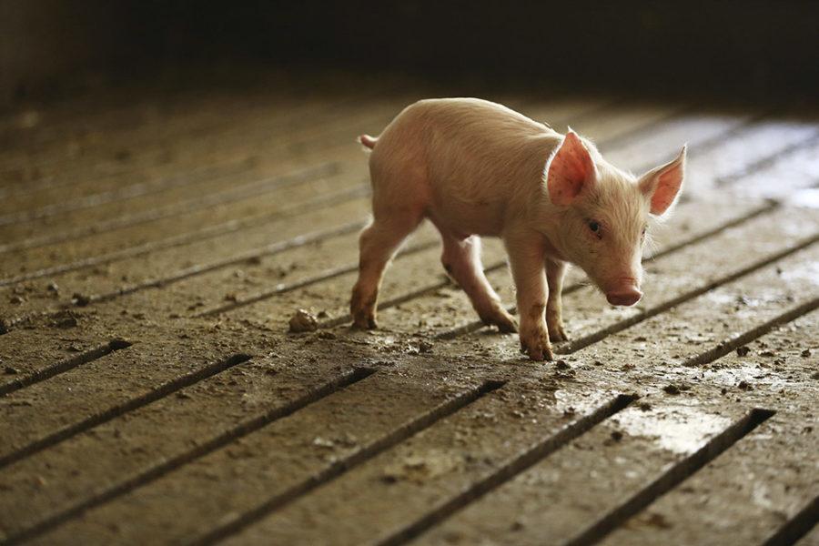 A young pig in a hog confinement operation walks across a slotted floor. The movement of pigs across their pen pushes their waste through the slots into a storage pit below. (Stacey Wescott/Chicago Tribune/TNS)