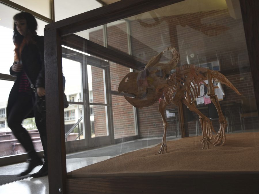 A dinosaur cast resembling 70-million-year-old fossils sits on display Friday, Jan. 20, 2017, in the main lobby of Browne Auditorium near the south entrance. (Bill Lukitsch | @lukitsbill)