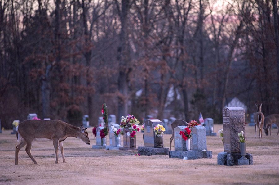 Photo of the Day: Grazing by gravestones