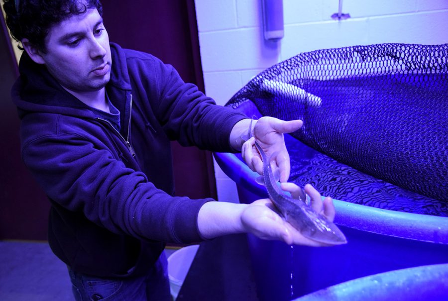 Anthony Porreca, a doctoral student in zoology from Homer Glen, holds a young pallid sturgeon Monday, Jan. 26, 2016, at the McLafferty Annex. The facility has enabled Porreca to research the habitat preferences and reproductive success of pallid sturgeons, an endangered species found in the Mississippi and Missouri rivers that is competing for resources with the overpopulated shovelnose sturgeon. Porreca said the research requires salt and fresh water capabilities and control of minute temperature variances, which were not possible in the previous building. (Morgan Timms | @morgan_timms)