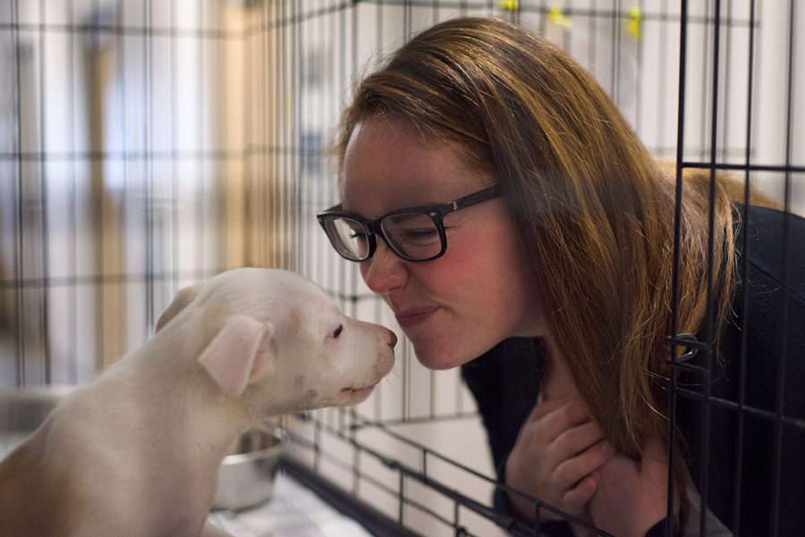 Amy Preston interacts with Izzy, a pit bull mix puppy, on Tuesday, Feb. 14, 2017, at St. Francis CARE Animal Shelter in Murphysboro. Preston began working for the shelter as an event coordinator in January 2016. Izzy was adopted by a new family that day. (Bill Lukitsch | @lukitsbill)
