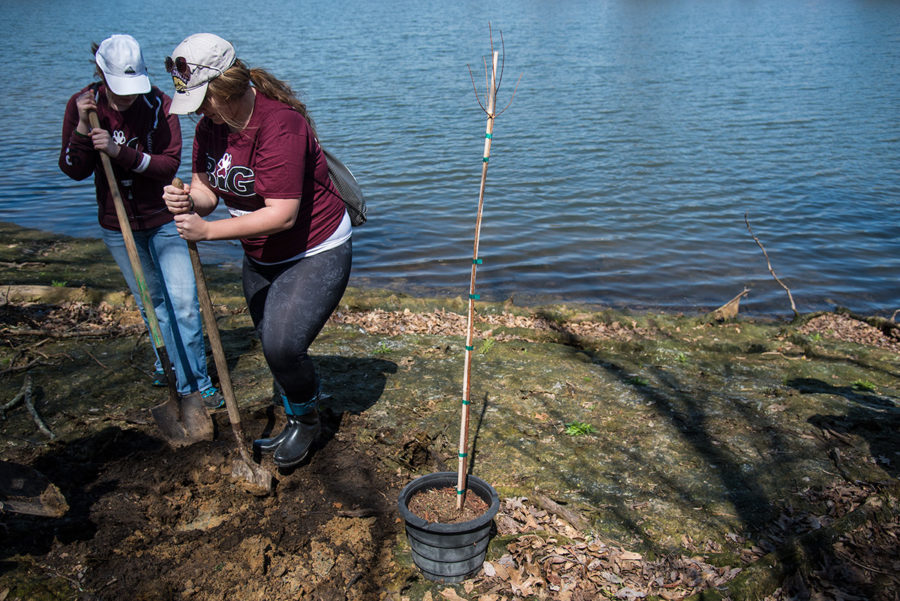 Sarah Barth, a senior from Jasper, Indiana, studying interior design, and Morgan Meinhart, a senior from Newton studying interior design, plant a Cypress tree Saturday, April 1, 2017, along the edge of Campus Lake. Bruce DeRuntz, director of the SIU Leadership Development Program, said 80 volunteers planted 40 trees while they volunteered during The Big Event on Saturday. Hundreds of SIU students took part in the day of service at various locations in Carbondale and the surrounding area. (Jacob Wiegand | @jawiegandphoto)

