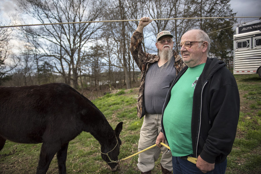 Clark Daughenbaugh, of Texico, left, and his Charlie Hayes, of Rome, New York, spend time with Hayes new mule, Lilly, on Wednesday, April 5, 2017, after a full day of trail riding during the second annual McAllister and Friends Mule Ride at High Knob Campground in the Shawnee National Forest. (Morgan Timms | @Morgan_Timms)