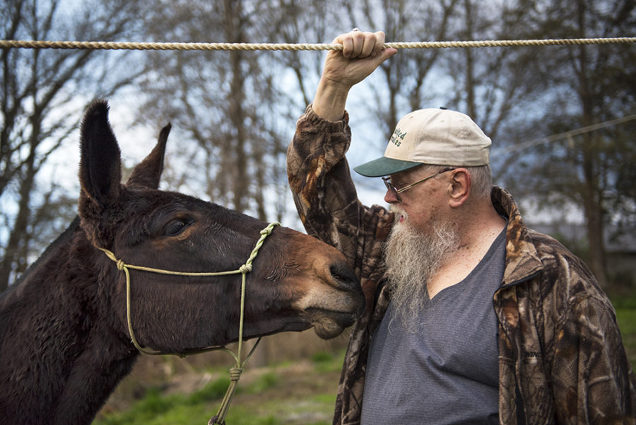 Air Force veteran Clark Daughenbaugh, of Texico, shares a moment with Lilly, a young mule recently purchased by his friend, Charlie Hayes, on Wednesday, April 5, 2017, during the second annual McAllister and Friends Mule Ride at High Knob Campground in the Shawnee National Forest. Mules arent stubborn like people think they are, Daughenbaugh said. Theyre very smart, probably smarter than people. Mules just let us be next to them. (Morgan Timms | @Morgan_Timms)