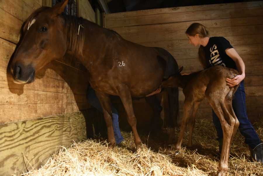 Michael Halpin, a senior from Dorchester studying equine science, and Sheila Puckett, an agricultural research technician, attempt to get a newborn foal to feed for the first time Tuesday, April 11, 2017, at the University Farms Equine Center. The foal was born to Honey, a mare owned by the university. The foal was named Marvel in reference to Marvel Comics, which was the theme for foal names they picked for the year. (Bill Lukitsch | @lukitsbill) 