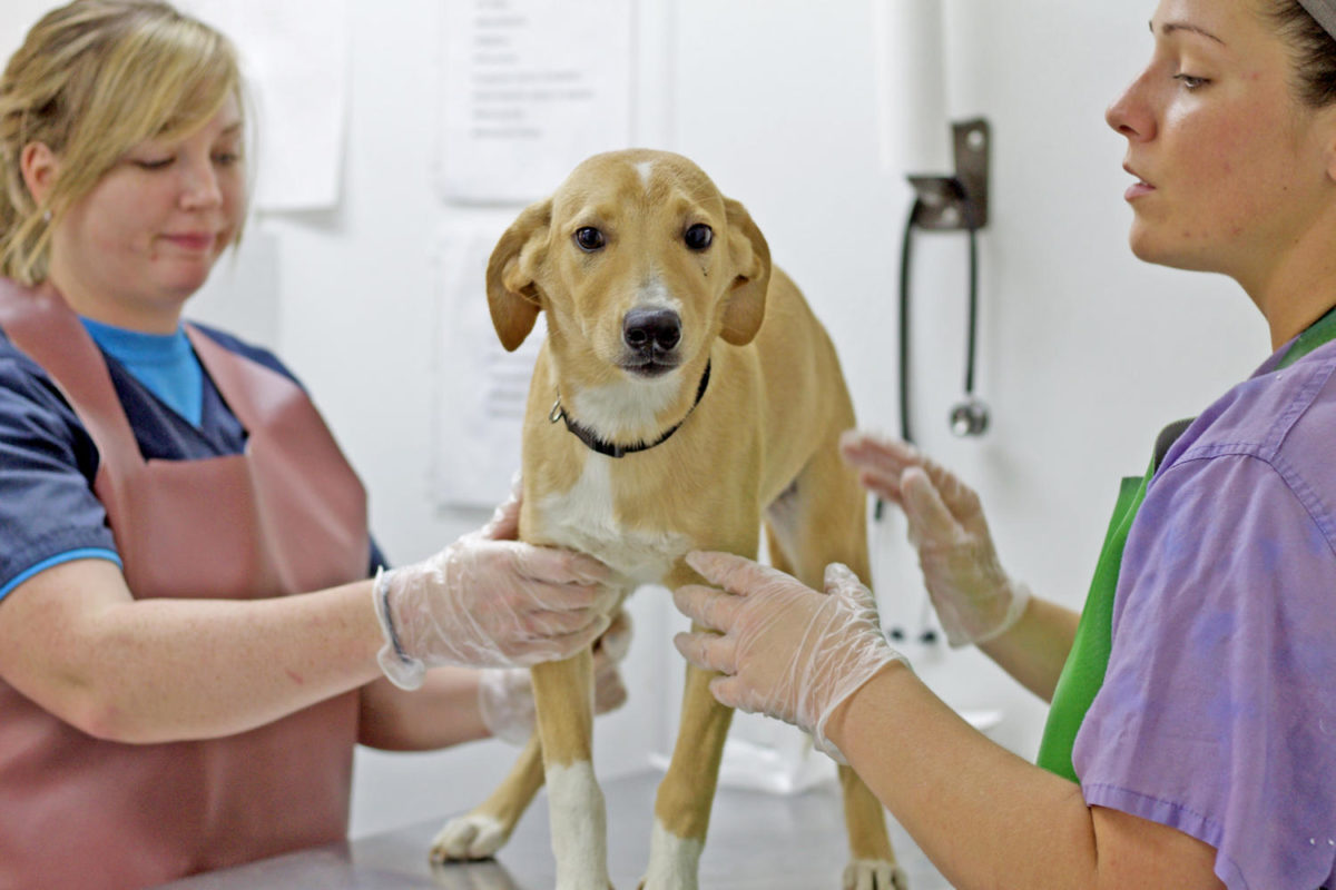 Warren, a 5-month-old collie mix, gets a checkup and her shots by SIU alumnae Rebecca McClure (right), of West Frankfort, and Peggy Nott, of Downers Grove, Friday, Sept. 22, 2017, at Wright-Way Rescue in Murphysboro. (Mary Newman | @MaryNewmanDE)