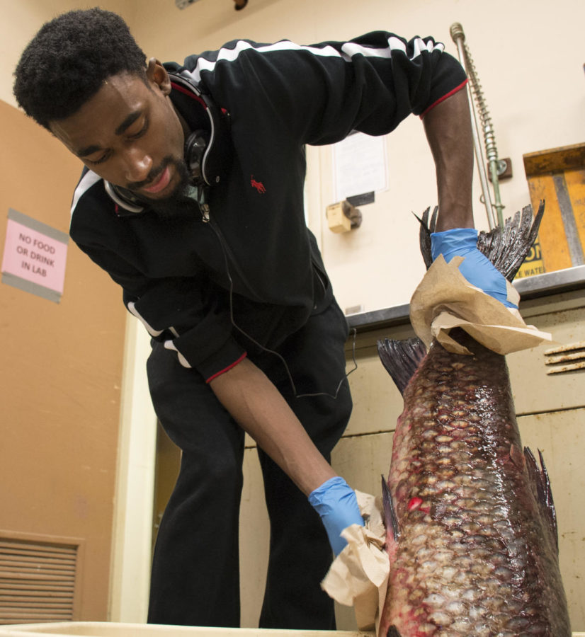 Hudman Evans, a first year graduate student from Georgia majoring in Zoology prepares a black carp for research  Friday, Feb. 23, 2018, in the McLafferty Annex in Carbondale. (Cameron Hupp | @CHupp04)