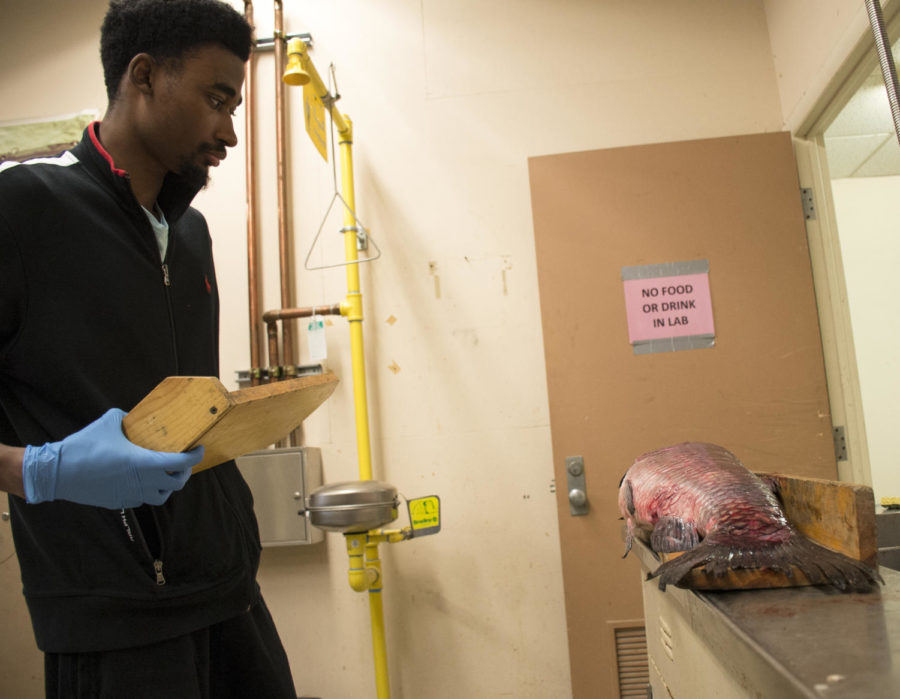 Hudman Evans, a first year graduate student from Georgia majoring in Zoology, lines up a black carp Friday, Feb. 23, 2018, to get measured and weighed before being used for research. (Cameron Hupp | @CHupp04)