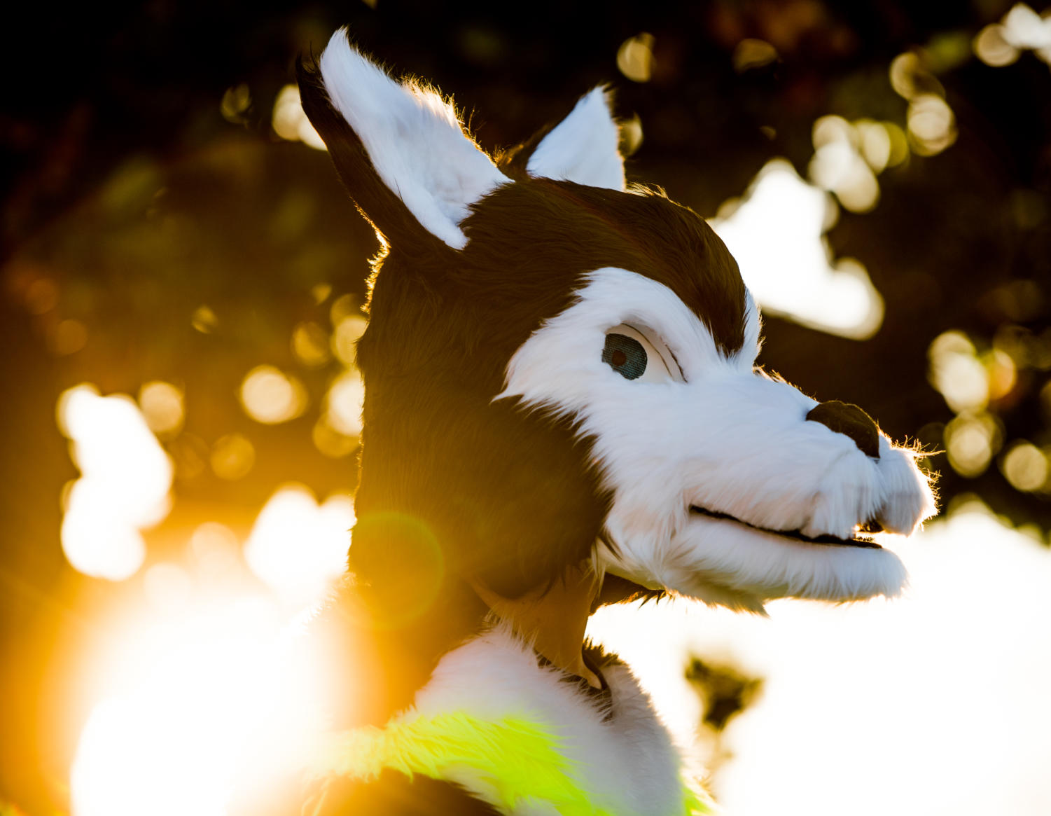 Members of Saluki Furry Society feeling free with their furry personas ...