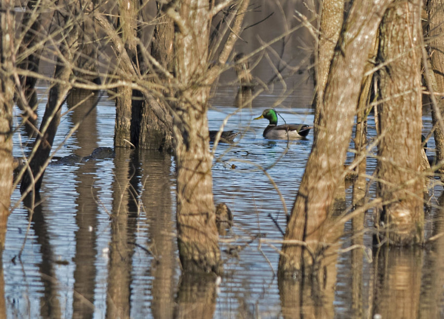 A pair of mallards dabbling through some recently flooded timber Saturday, March 3, 2018, at the Cypress Creek National Wildlife Refuge near Perks. (Cameron Hupp | @CHupp04)