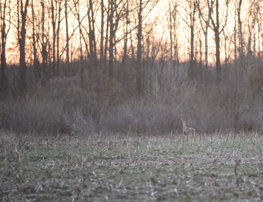 Two whitetail deer on Saturday, Mar 3, 2018, at the Cypress Creek National Wildlife Refuge near White Hill. (Cameron Hupp | @CHupp04)