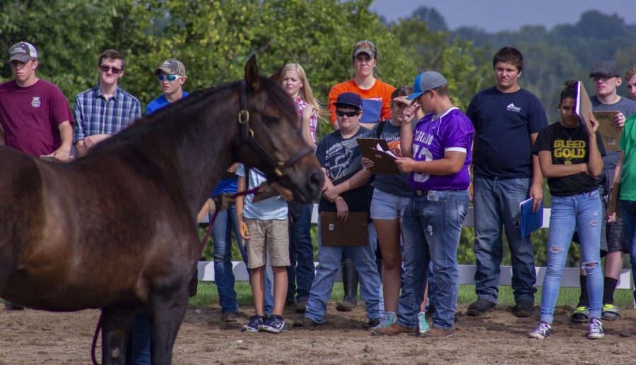 FFA members look at the horse they are judging, Friday, Sept. 7, 2018, at the SIU Equine Center. (Isabel Miller | @isabelmillerde)