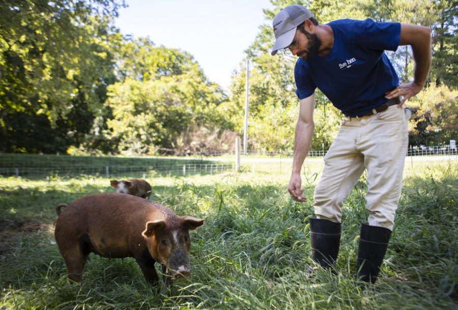 Andrew Banks reaches to pet a hog on the Five Hen Farm near Lick Creek, during the Annual Neighborhood Co-Op Farm Crawl on Saturday, Sept. 15 2018. 