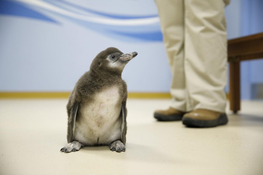 Pops Getz, a penguin chick named by a zoo donor, poses Wednesday, April 11, 2018 while watched by Alex Zelazo, lead bird keeper at the Brookfield Zoo. Pops is a Humboldt penguin born this year