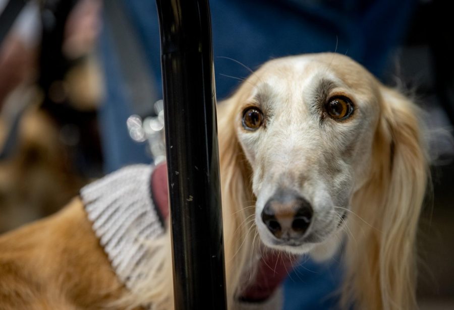 A Saluki dog looks towards the crowd on Saturday, Feb. 9, 2019, during the Southern Illinois Salukis' matchup against the Evansville Purple Aces at SIU Arena. 