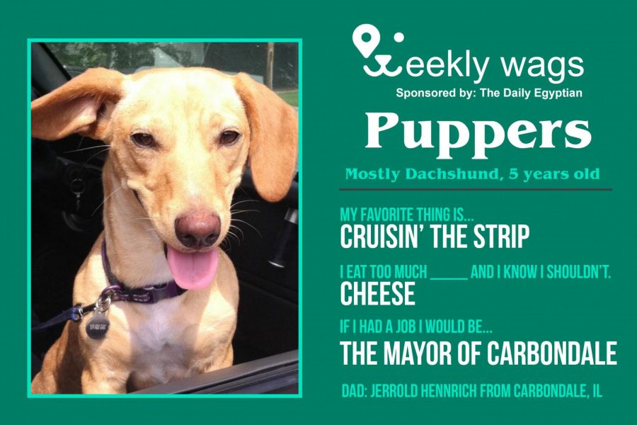 Weekly Wags: Puppers, Mostly Dachshund