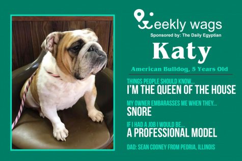 Weekly Wags: Katy, American Bulldog