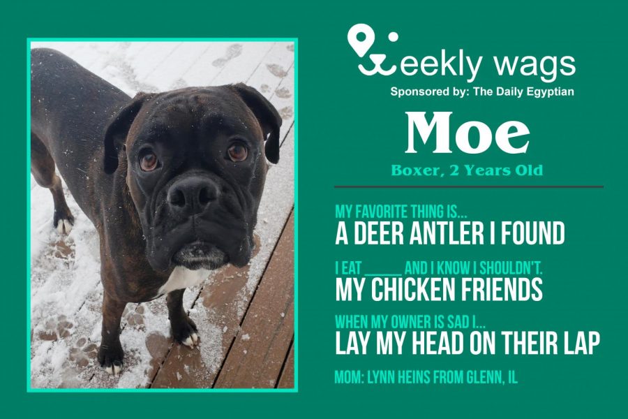 Each week The Daily Egyptian will be featuring one our readers pets in our Weekly Wags section. This week, our spotlight shines on Moe from Carbondale.