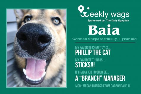 Weekly Wags: Baia, German Shepard/Husky