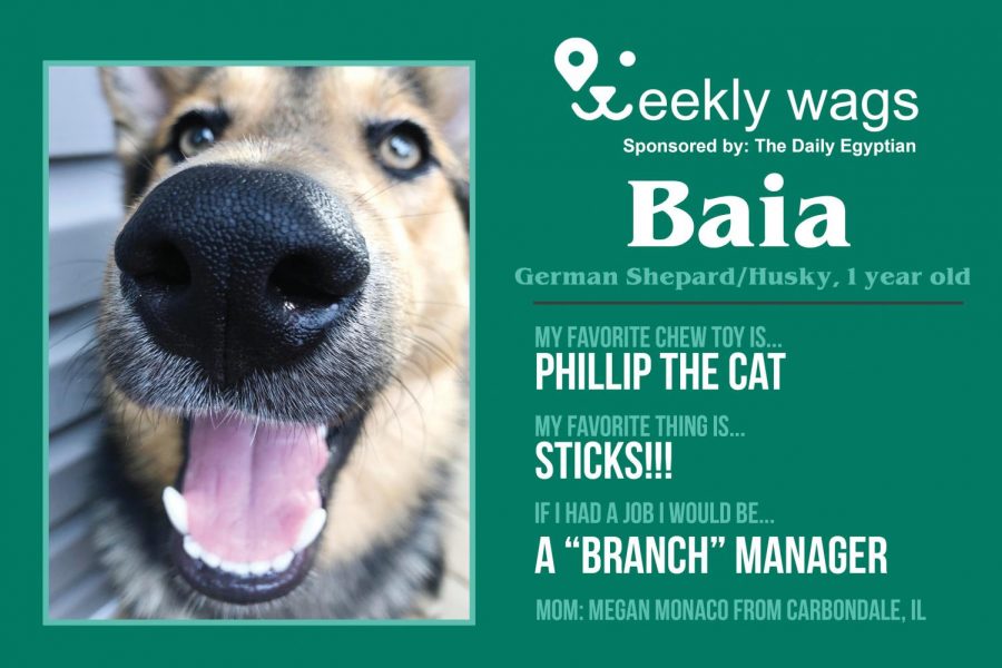 Weekly Wags: Baia, German Shepard/Husky