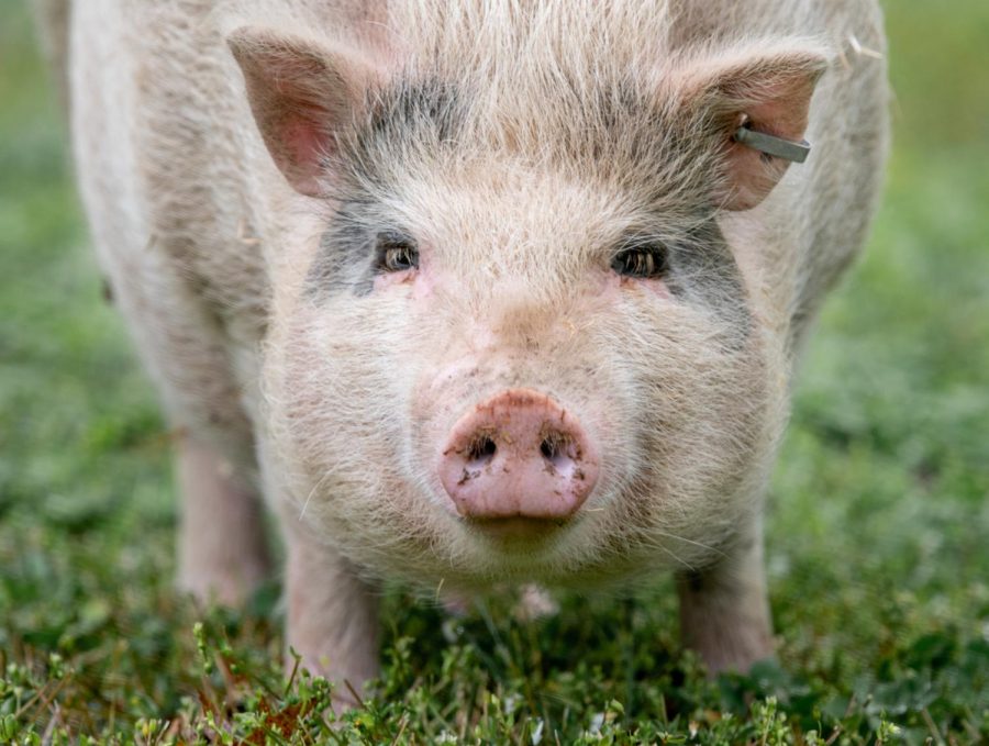 Porkchop looks to the camera while wandering the streets on Thursday, April 18, 2019, in residential Herrin, Illinois. The pig has been loose for nearly half a year in Herrin.