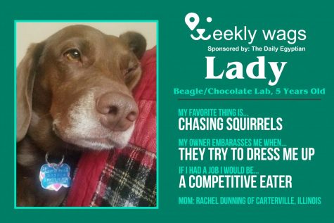 Weekly Wags: Lady, Beagle/Chocolate Lab