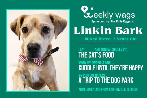 Weekly Wags: Linkin Bark, Mixed Breed