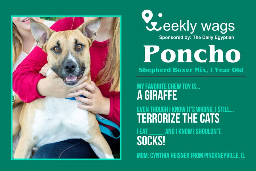 Weekly Wags: Poncho, Shepherd Boxer Mix