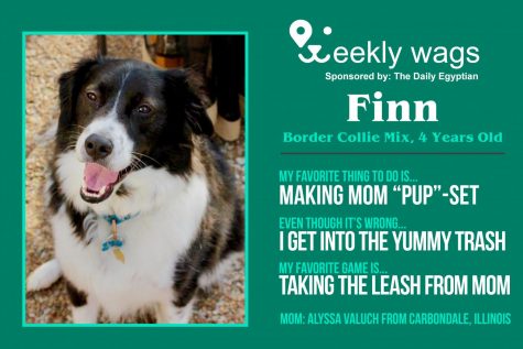Weekly Wags: Finn, Border Collie Mix