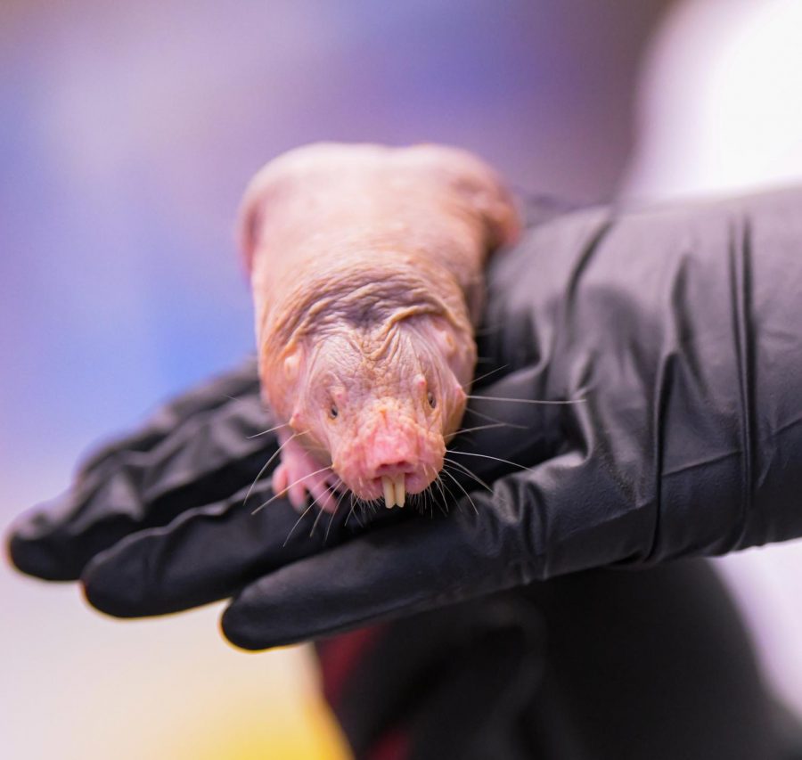 Naked mole rats at the labs in the Life Science III building are used for research purposes on Wednesday, Jan. 22, 2020 on the SIU campus. 