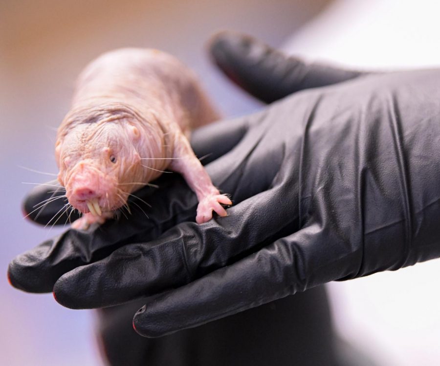 Naked mole rats at the labs in the Life Science III building are used for researching tooth loss and neuromuscular adaptations on Wednesday, Jan. 22, 2020 on the SIU campus. 