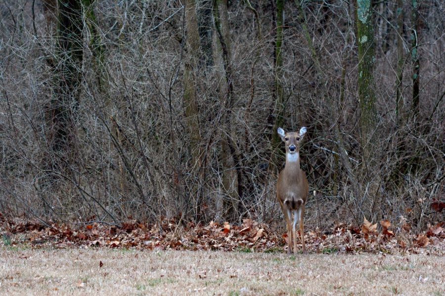 A doe stands attentively at the edge of the woods surrounding Campus Lake on Monday, February 10, 2020, on the SIU campus, Carbondale IL.