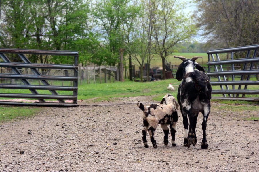 Two goats walking towards the grass at the Rainbow Ranch petting zoo on April 25, 2020, in Nashville, IL. 