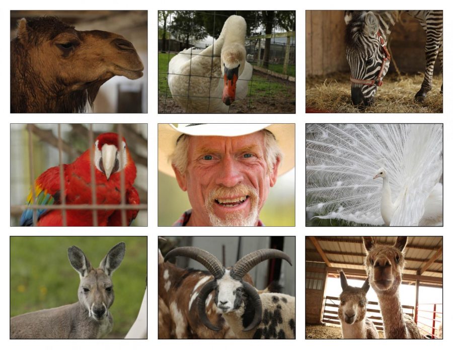 Alan Blumhorst, 60, is the owner of the Rainbow Ranch Petting Zoo, located on a 170-year-old, family-owned farm in Nashville, IL, and home to as many as 30-35 different species of exotic and traditional farm animals, totaling about 220 animals before mating season, and anywhere from 300-400 after the babies are born.
Animals, clockwise from top-left:  Candy the Camel; a swan; Ziggy the Zebra; a white peacock; alpacas; Big Jake the Jacob Sheep; Skippy the Kangaroo; and Max the Macaw.
Blumhorst uses alliteration when naming the animals on his farm because it helps the kids remember the animals.