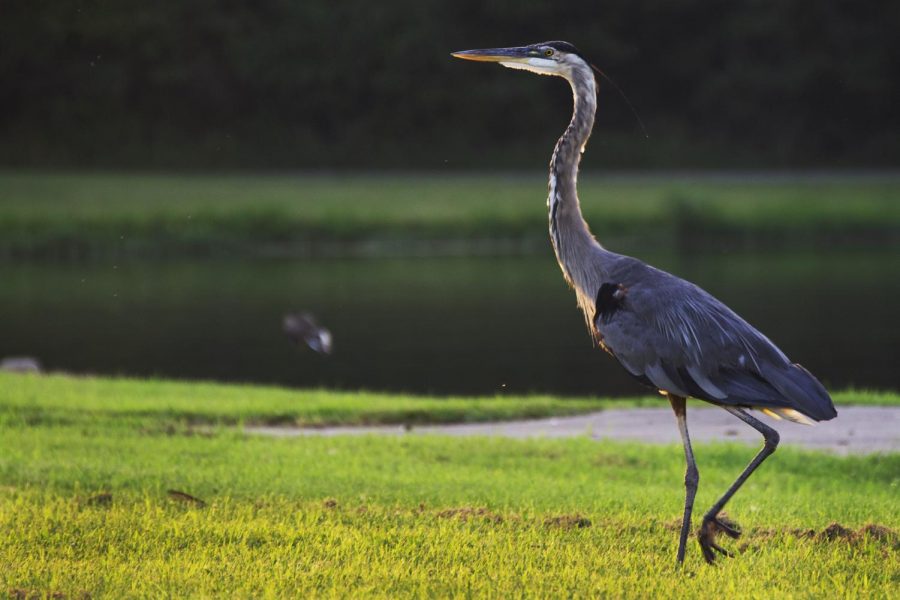 A great blue heron walking by the water at Crab Orchard Lake Marina on August 15, 2020, in Carbondale, Il.