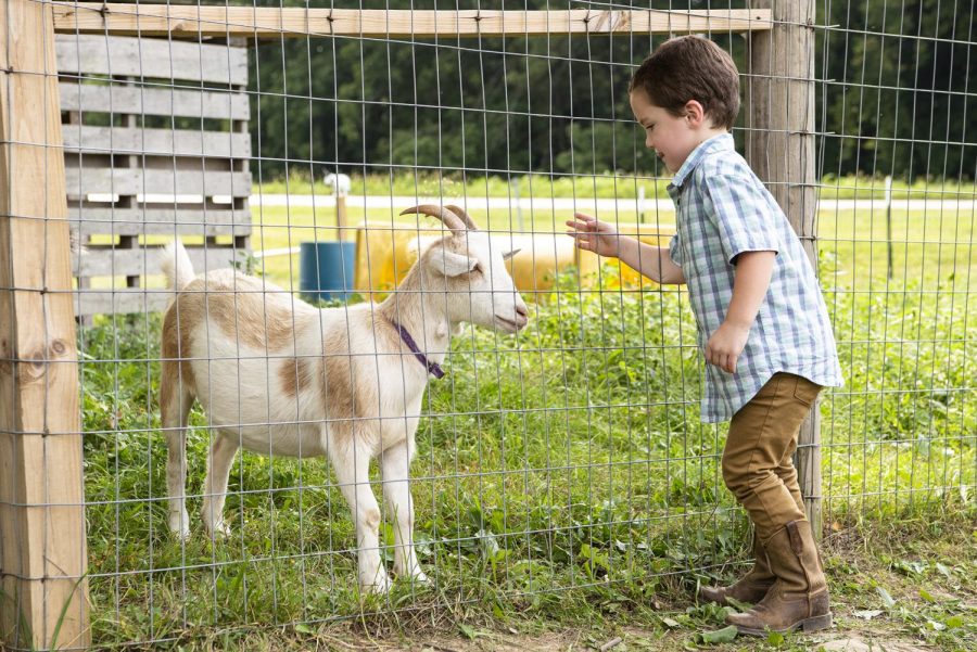 Lane Noble, 3, of Pomona, attempts to pet a goat through a fence at Rendlemans Orchard in Alto Pass on Sept. 12. Rendlemans offers flower fields to walk through, goats and chickens to pet and apples for sale through the fall season. 