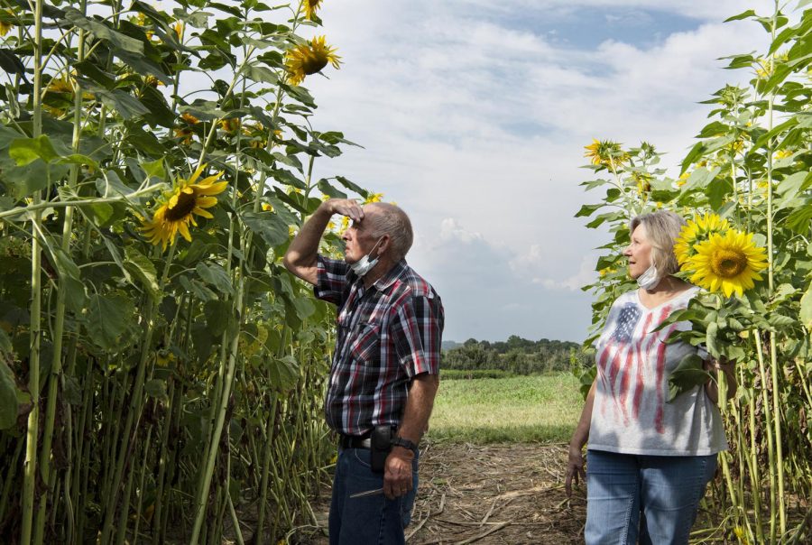 Carl Jackson, left, looks for a sunflower to cut for his wife of 49 years Diane, at Rendlemans Orchard in Alto Pass on Sept. 12. I just love coming out here and seeing all the different things they have to do Diance Jackson said. Rendlemans offers flower fields to walk through, goats and chickens to pet and apples for sale through the fall season.