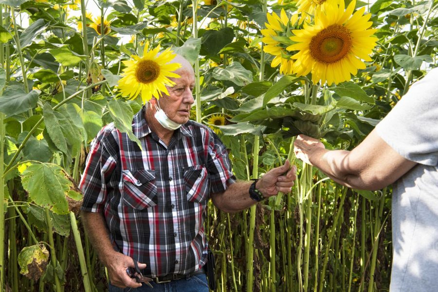 Carl Jackson, hands a freshly cut sunflower to his wife of 49 years Diane, at Rendlemans Orchard in Alto Pass on Sept. 12. We love the sunflower field and picking sunflowers Diance Jackson said. Rendlemans offers flower fields to walk through, goats and chickens to pet and apples for sale through the fall season.
